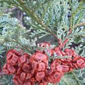 Chamaecyparis obtusa fruit